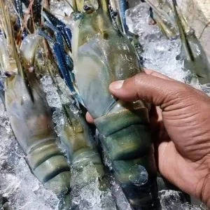 ৬ কেজি চিংড়ি (৩৬ পিস)