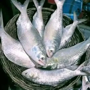 ৬ কেজি ইলিশ (৩ পিস)